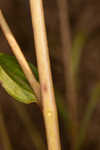 Longleaf sunflower